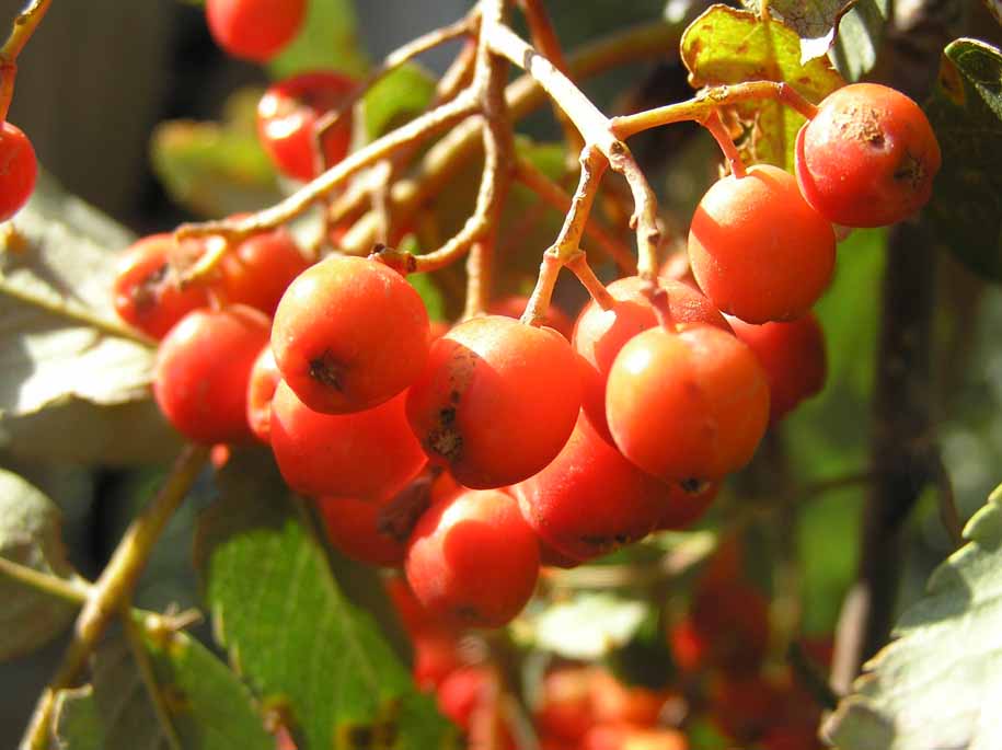 Sorbus aucuparia / Sorbo degli uccellatori